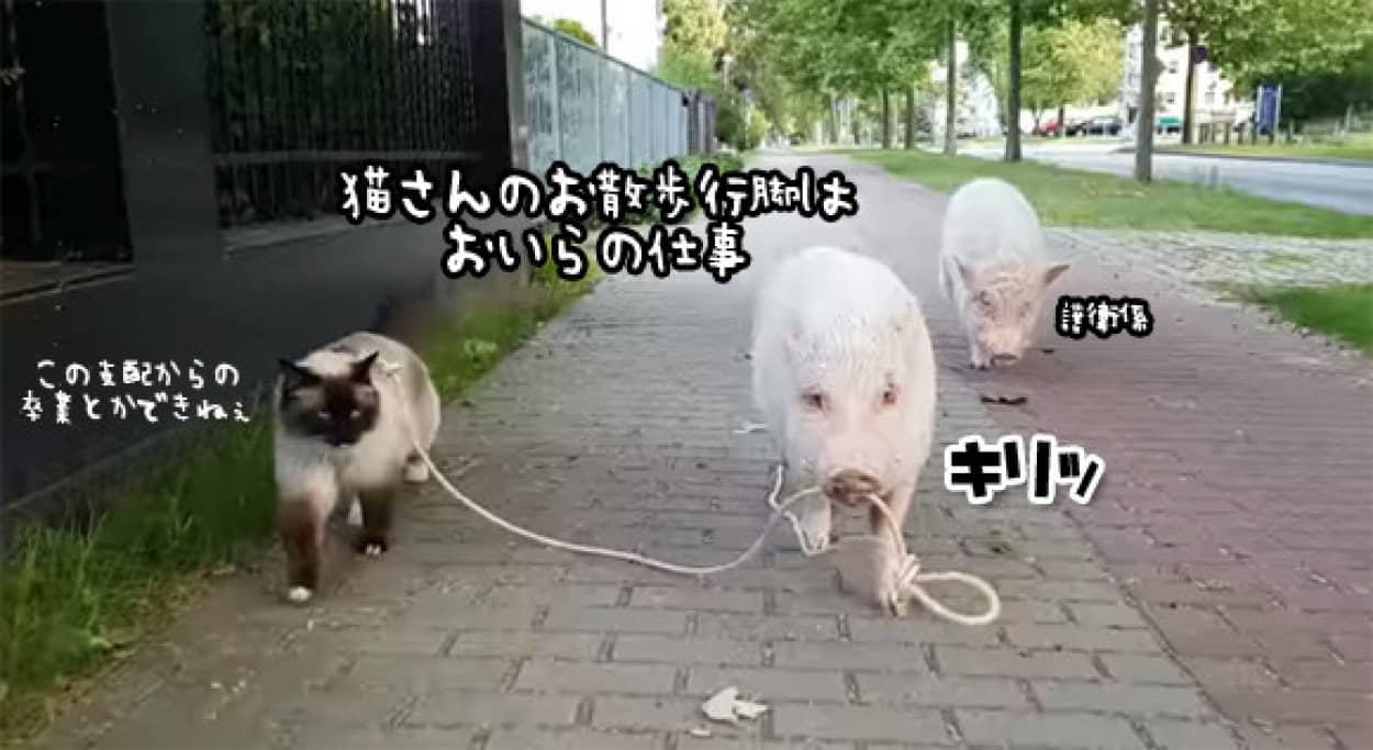 猫さんは要人だから 猫の散歩を誘導するブタと護衛するブタ カラパイア