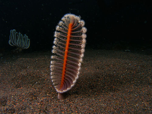 Sea-Pens-1
