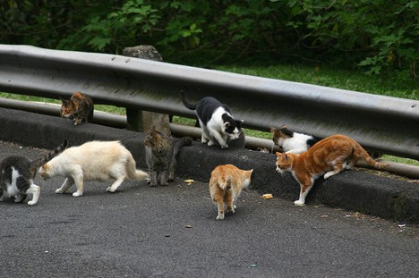 feral-cats-jj