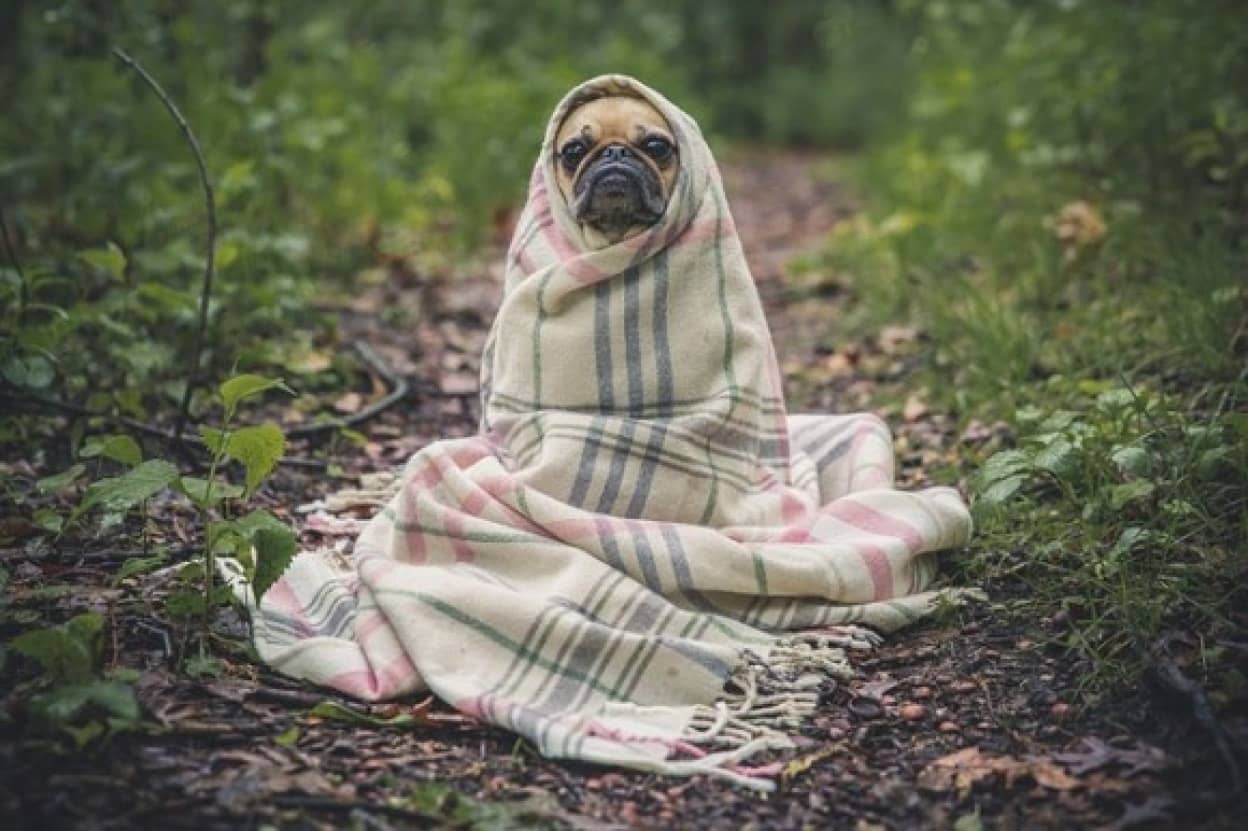pug-801826_640_e