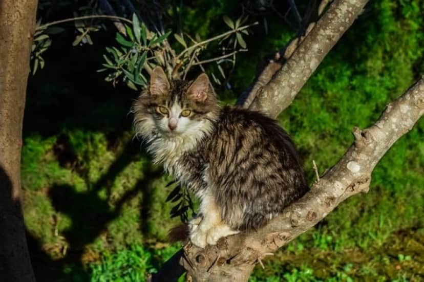 オーストラリアでは 猫の夜間外出禁止 地域により 1世帯2匹まで の規制条例が年より施行される カラパイア オーストラリアでは 猫の夜間外出禁止 地域により 1世帯2匹まで の規制条例が年より施行される カラパイア