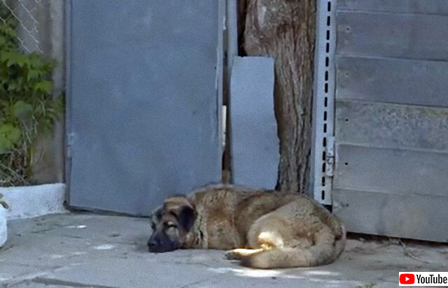 番犬にふさわしくないという理由で追い出された犬。門の前に座り中に入れてもらえるのを待ち続ける