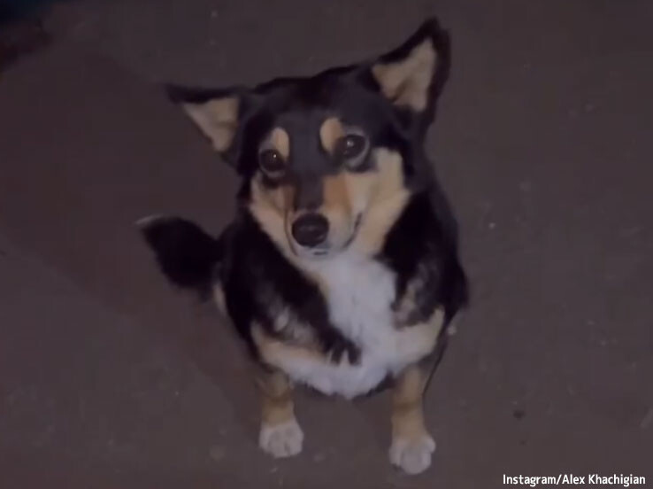 道案内をしてくれたのは地元の犬だった。山歩きをしていた男性が山の守護天使に出会う