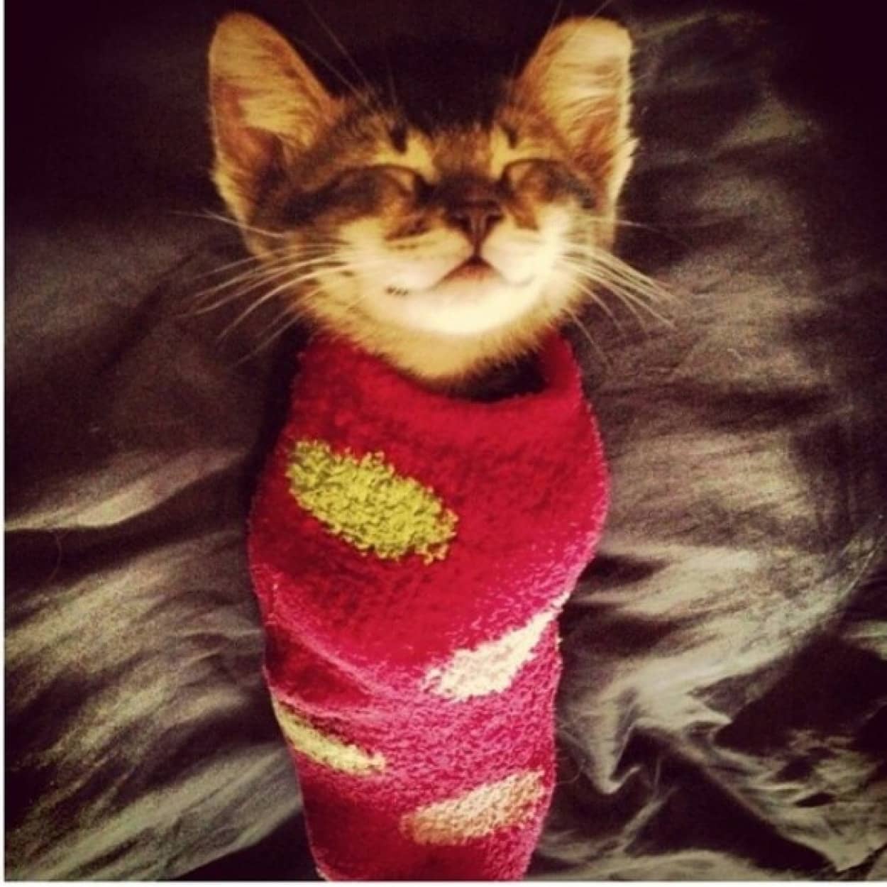 猫は狭いところが好きだから 靴下の中の子猫 靴下を履いた猫たちの面白画像 カラパイア 猫は狭いところが好きだから 靴下の中の子猫 靴下を履いた猫たちの面白画像 カラパイア