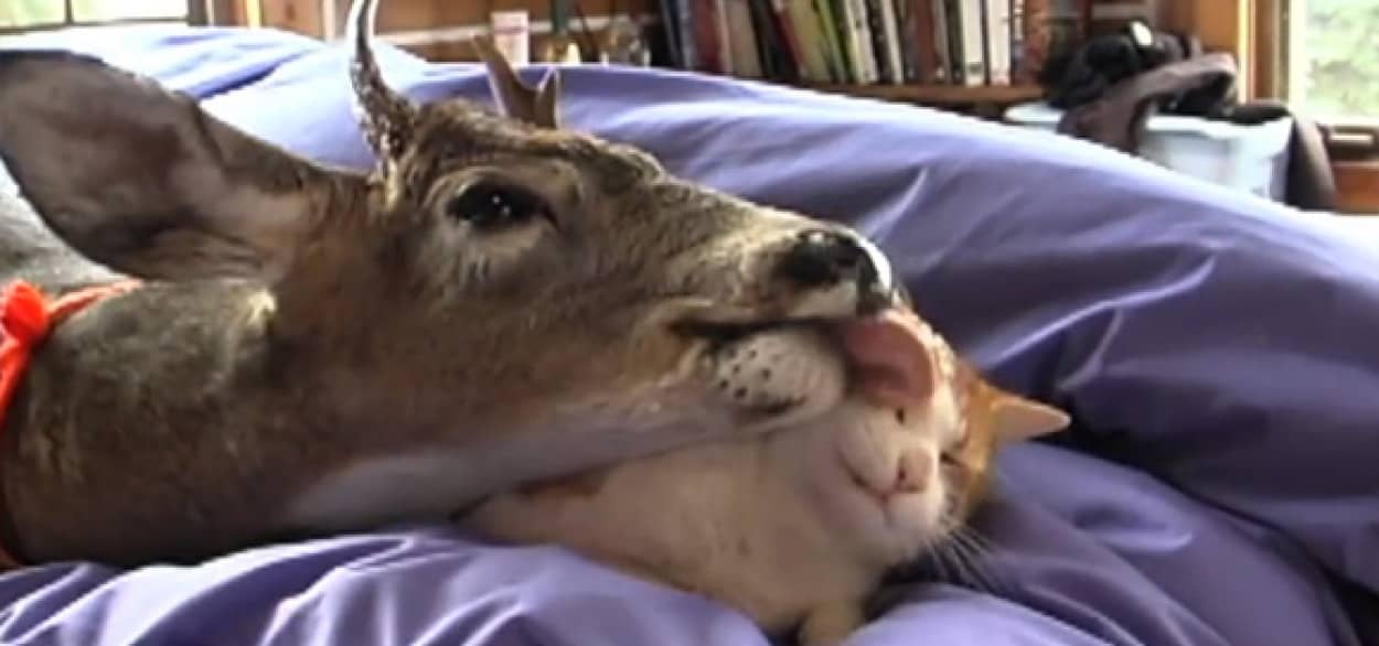 猫を全力で舐める鹿 ぐっしょりになりながらもそばを離れない猫 カラパイア