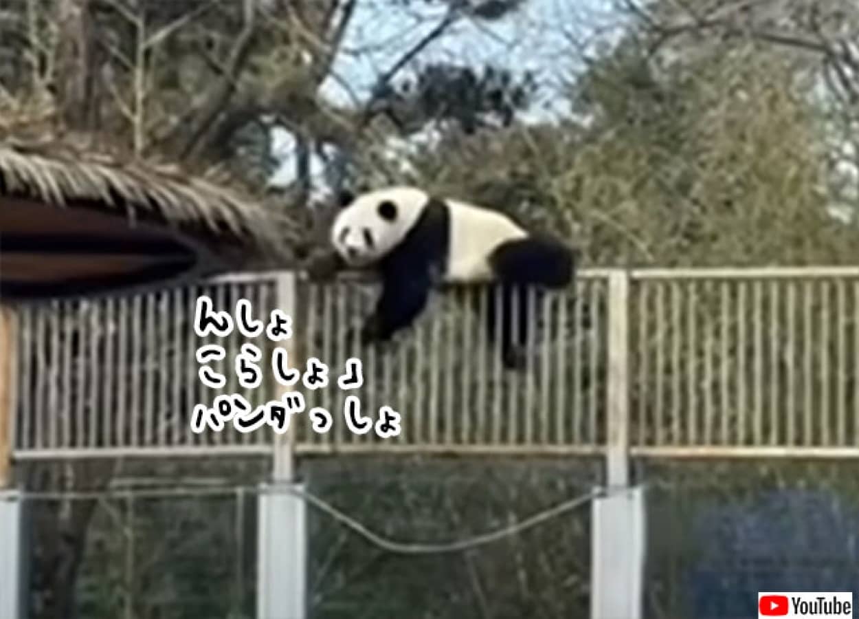 動物園からパンダが脱走 想定外の事案になぜかほっこり カラパイア