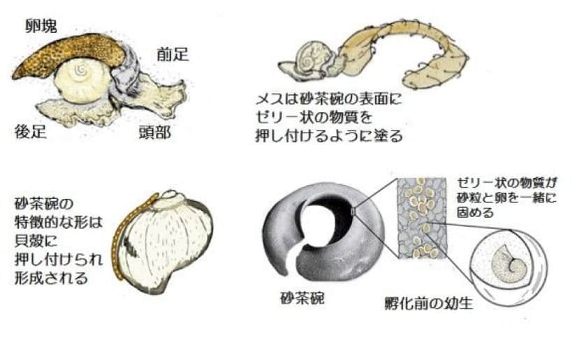 sand-collar_ed_e