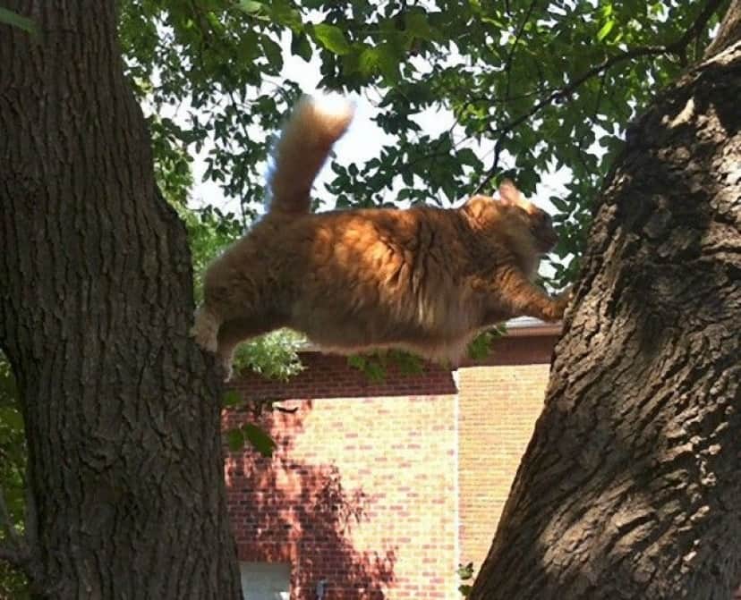 funny-idiot-cats-4-5add9c21172af__605_e