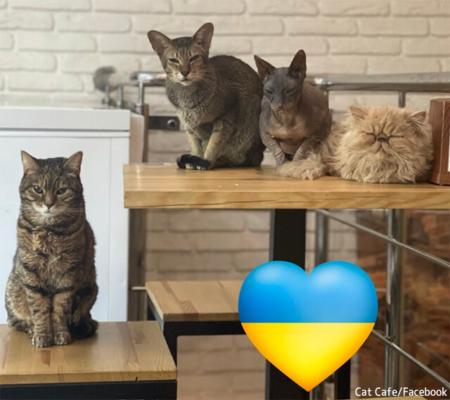どんなことがあっても猫たちと共に。現在も営業を続けるウクライナの猫カフェ