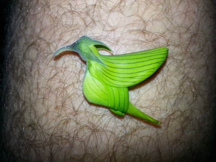 Green_bird_flower_e