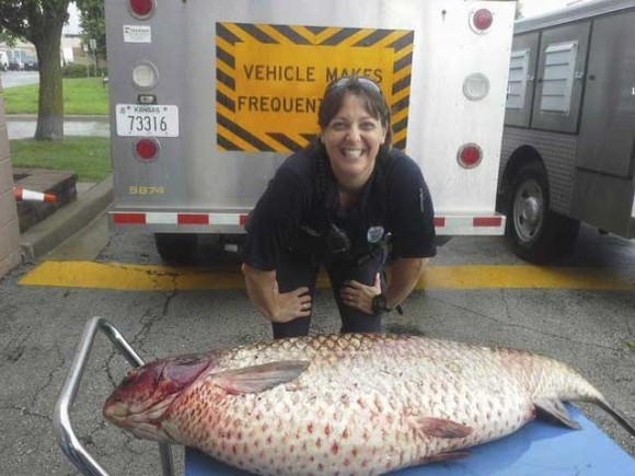 排水溝に詰まっていたものはなんと巨大な魚だった！（米ミズーリ州）