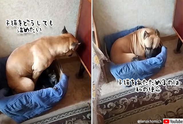 子猫は私が温める！母猫を差し置いて子猫たちの母親代わりになろうとする犬