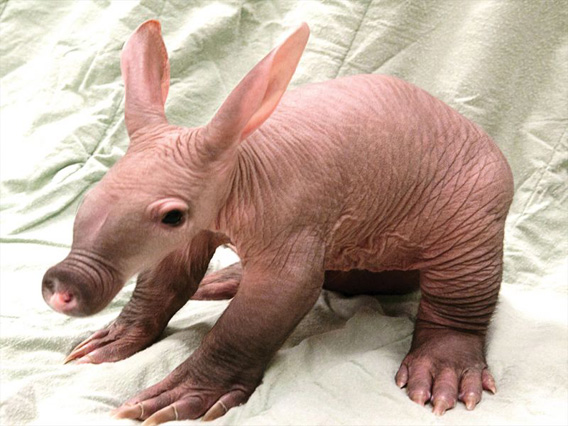 ウサギのような長い耳にブタのような鼻を持つ未知なるかわいさ ツチブタ の赤ちゃんが生まれたよ カラパイア