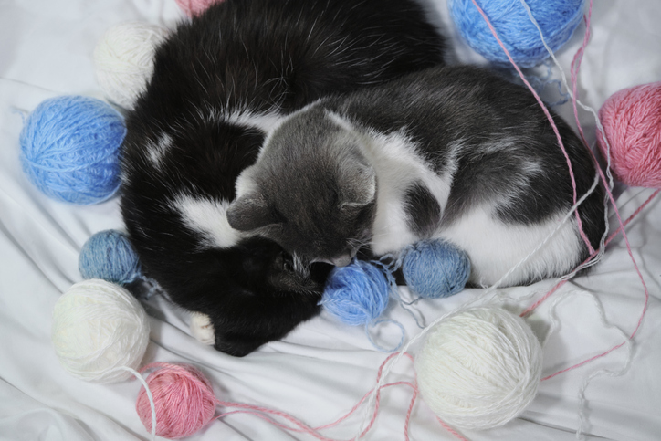 やさしい世界。プレゼントされた新しいボールの1つを弟分に分け与える猫、それは見えやすい方だった。