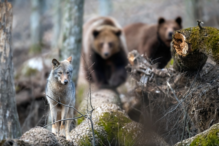 狼や熊など、20種の哺乳類の再導入が失われた生態系を回復する鍵を握っている