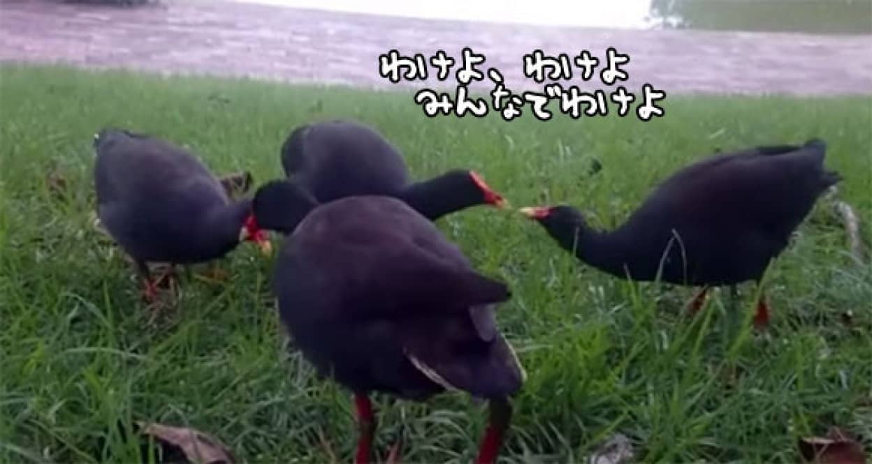 人間様からいただきましたよ さあみんなで食べましょう 1つの餌を分けあって食べる水鳥たち カラパイア