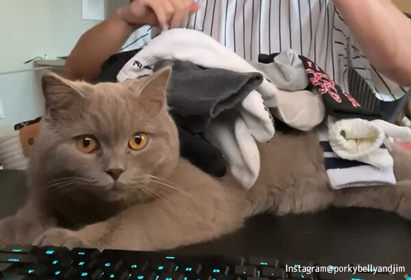 いきなりギネス？猫に靴下を何足乗せたら動くのかを実験したら超絶記録を達成！