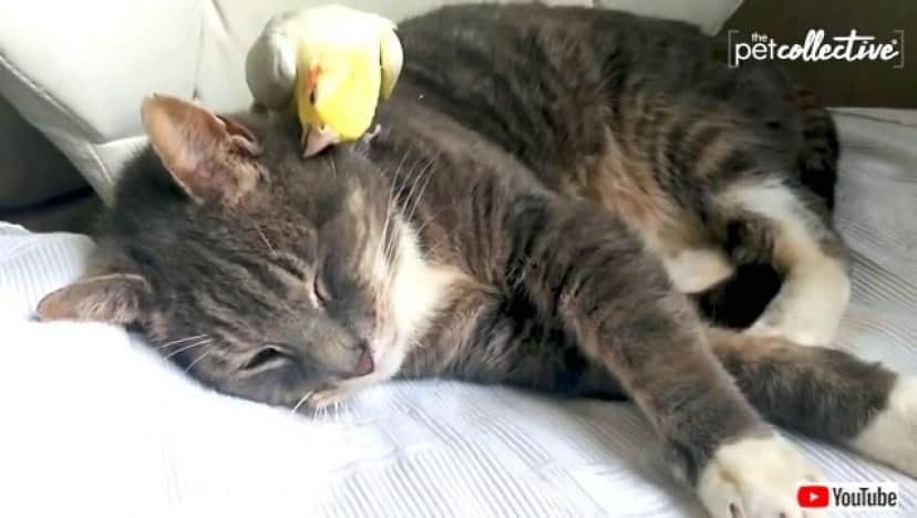 親友はだれ って聞かれたら 迷わず この子 って答えるから ほんわか仲良しなペットたち総集編 カラパイア 親友はだれ って聞かれたら 迷わず この子 って答えるから ほんわか仲良しなペットたち総集編 カラパイア