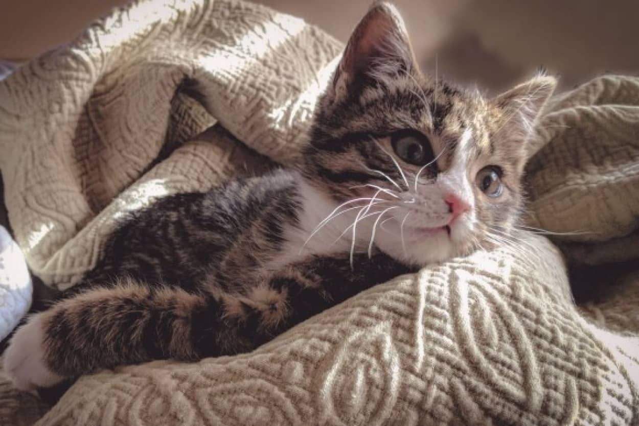 なぜ猫は飼い主のベッドに入ってくるのか そこには猫なりの愛があった ニャンコハック カラパイア なぜ猫は飼い主のベッドに入ってくるのか そこには猫なりの愛があった ニャンコハック カラパイア
