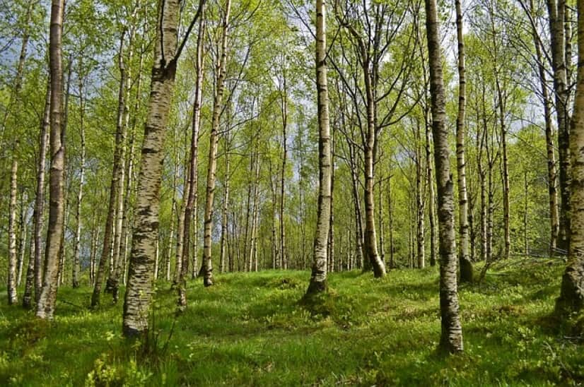 birch-trees-2127012_640