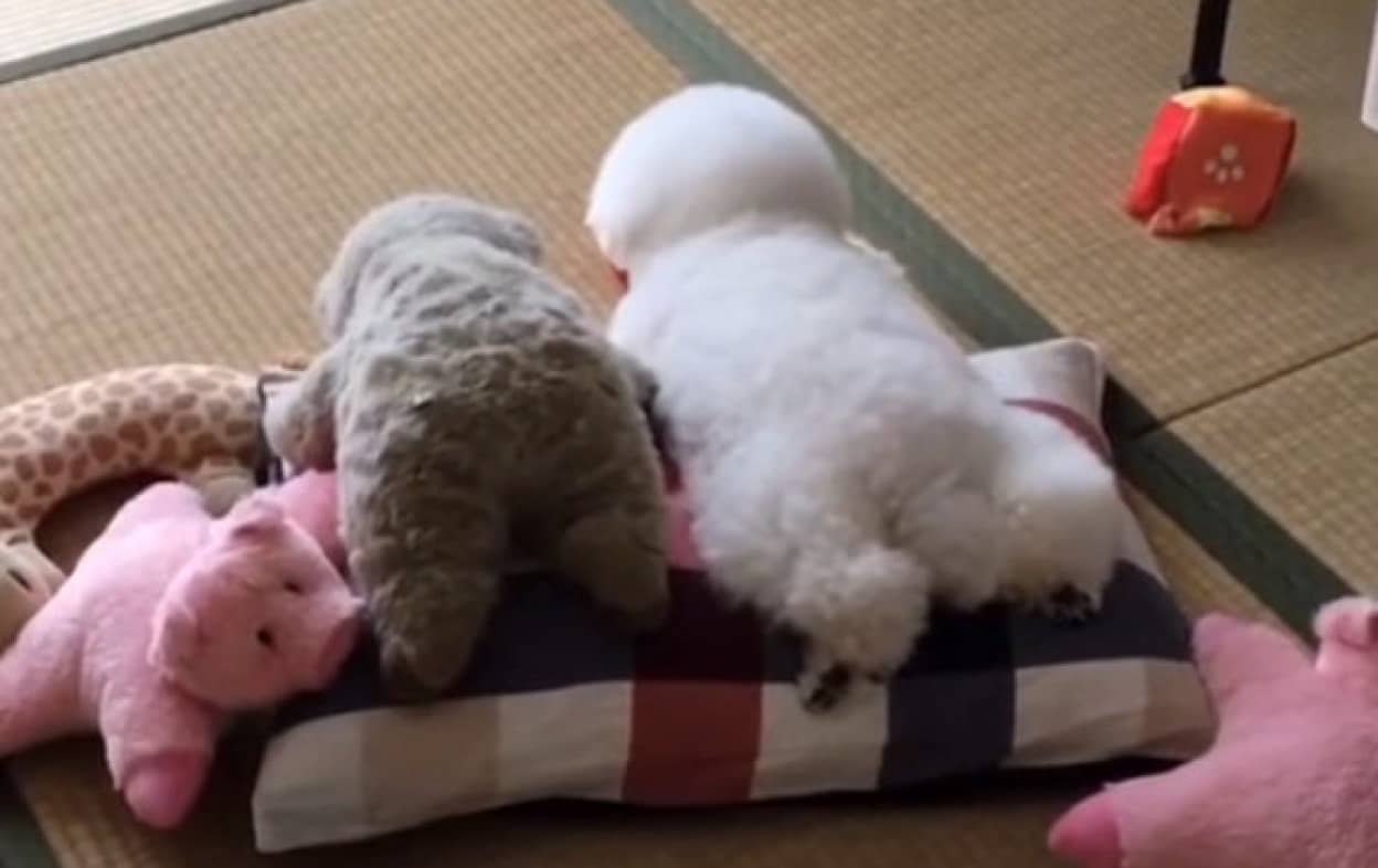 本体どっち ぬいぐるみの横に寄り添う犬がぬいぐるみ以上にぬいぐるみだった カラパイア 本体どっち ぬいぐるみの横に寄り添う犬がぬいぐるみ以上にぬいぐるみだった カラパイア