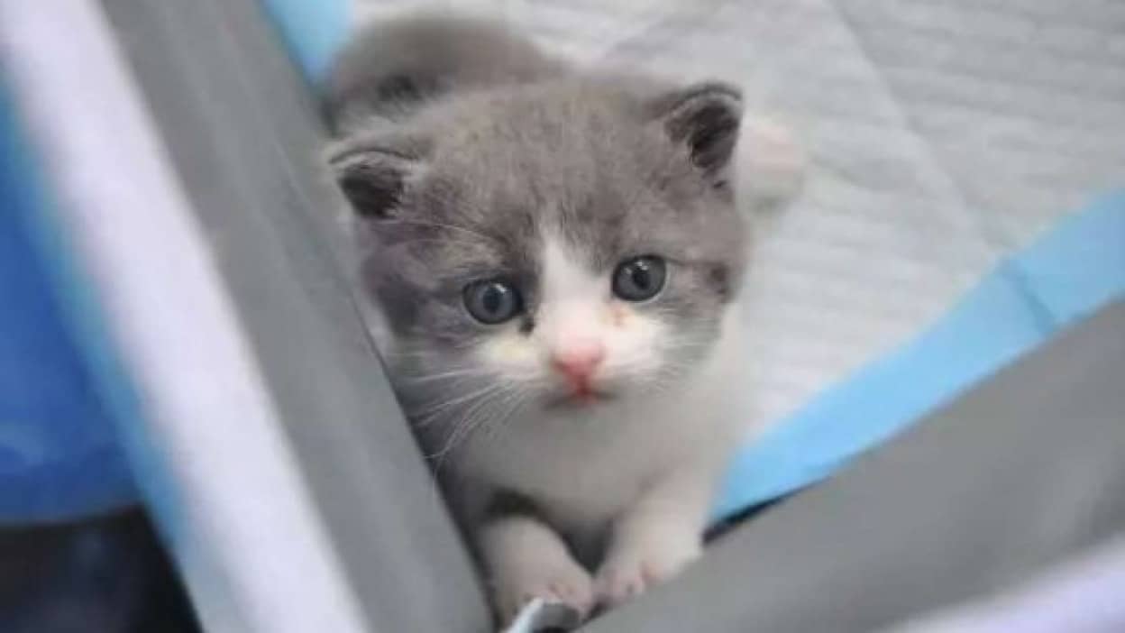 cat1