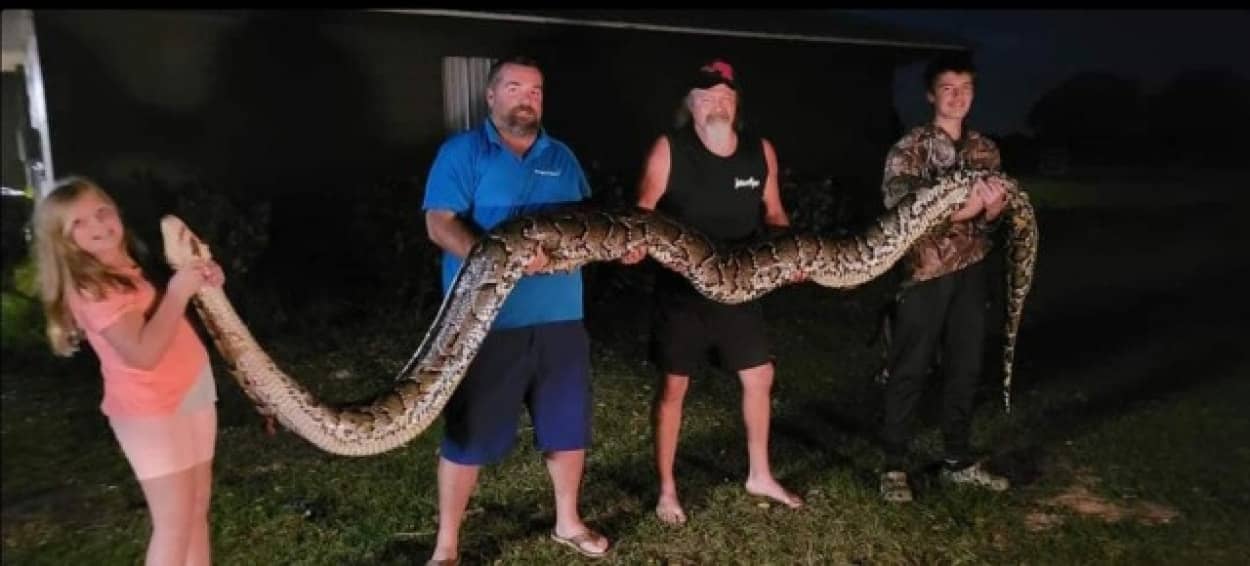 5メートルのビルマニシキヘビを発見！