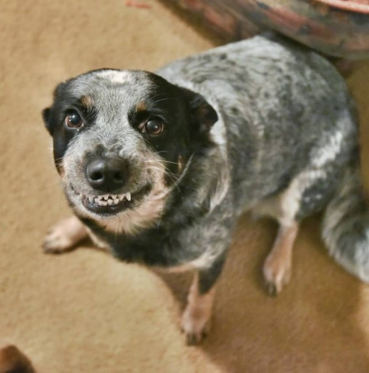 ニシシシシ 犬たちの絶妙な笑顔にがっつりつられてみよう カラパイア