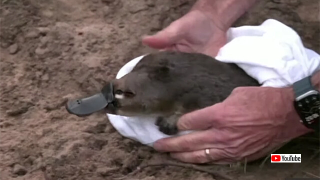 うれしいニュース。地元で絶滅したカモノハシを50年ぶりに再導入