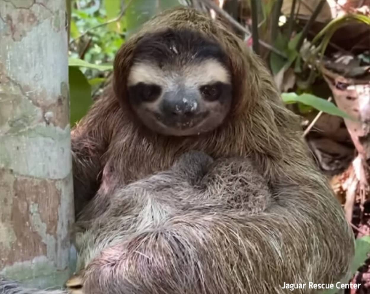 木から落下したナマケモノの赤ちゃんを救い、心配する母親と再会させる