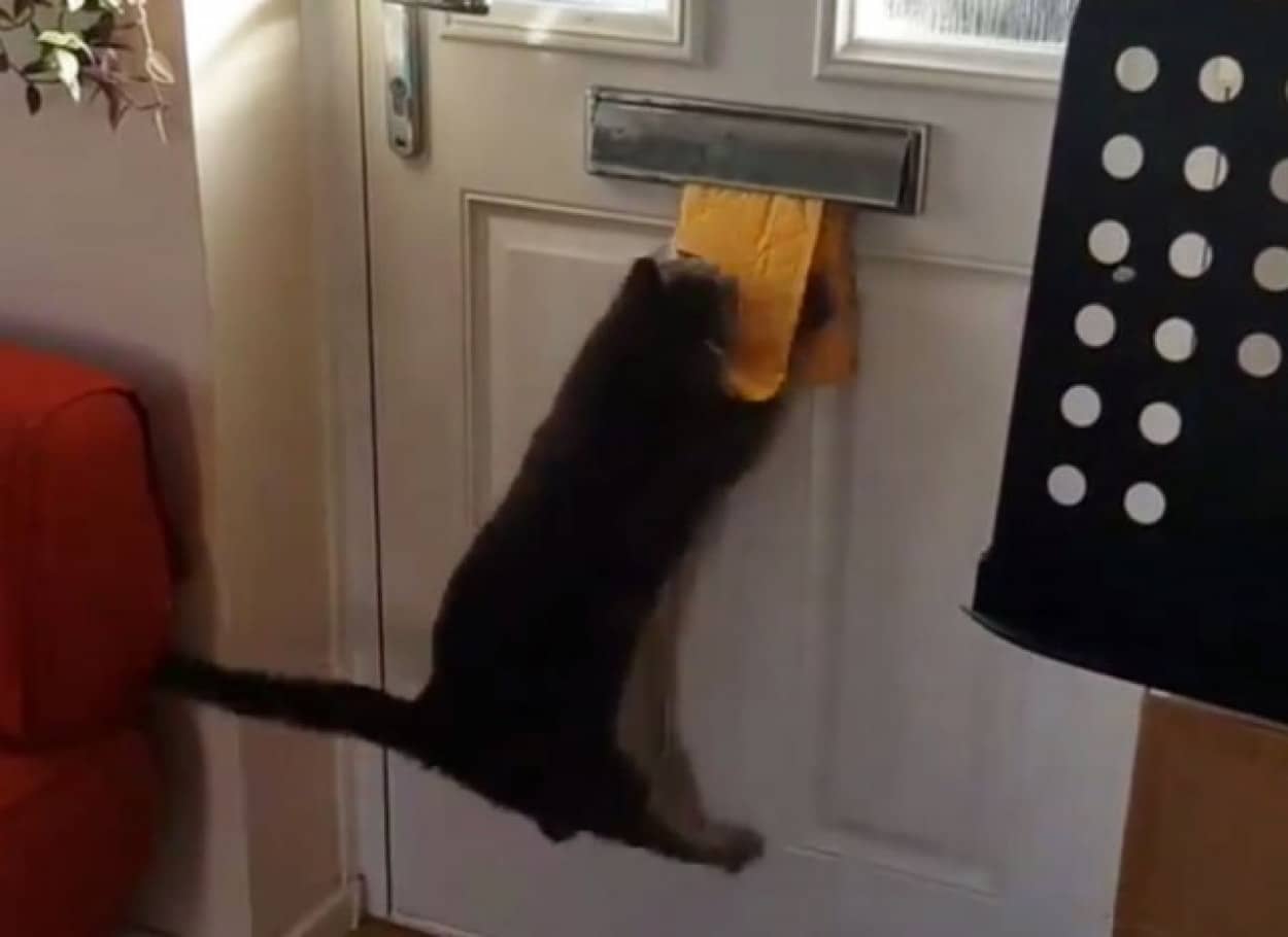 猫と郵便物の面白動画