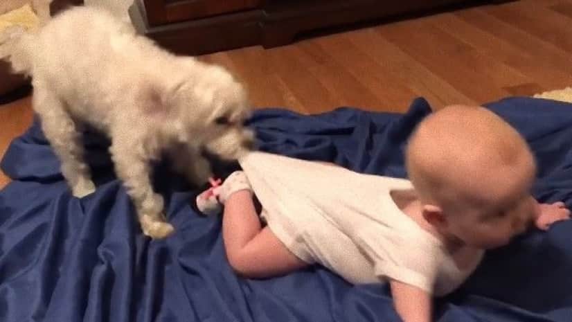 シーツの上 いきたい にこにこする赤ちゃんと背中を引っ張る犬 カラパイア シーツの上 いきたい にこにこする赤ちゃんと背中を引っ張る犬 カラパイア