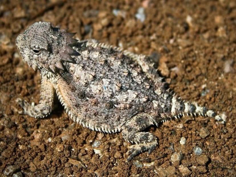 lizard_e