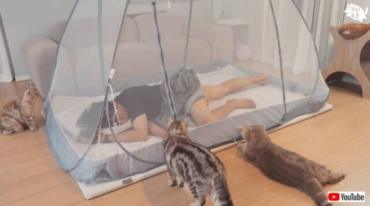mosquitonet3_640