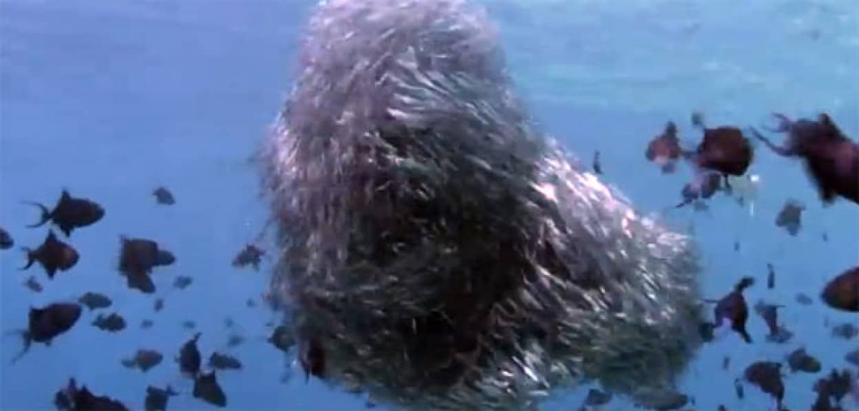 スマカツオさんスゴスギス イワシのトルネードに果敢にアタック カラパイア