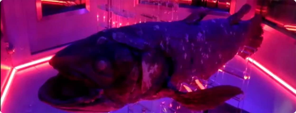 日本初の深海魚水族館が沼津にオープン ライトアップされたシーラカンスに会いにいこう カラパイア 日本初の深海魚水族館が沼津にオープン ライトアップされたシーラカンスに会いにいこう カラパイア