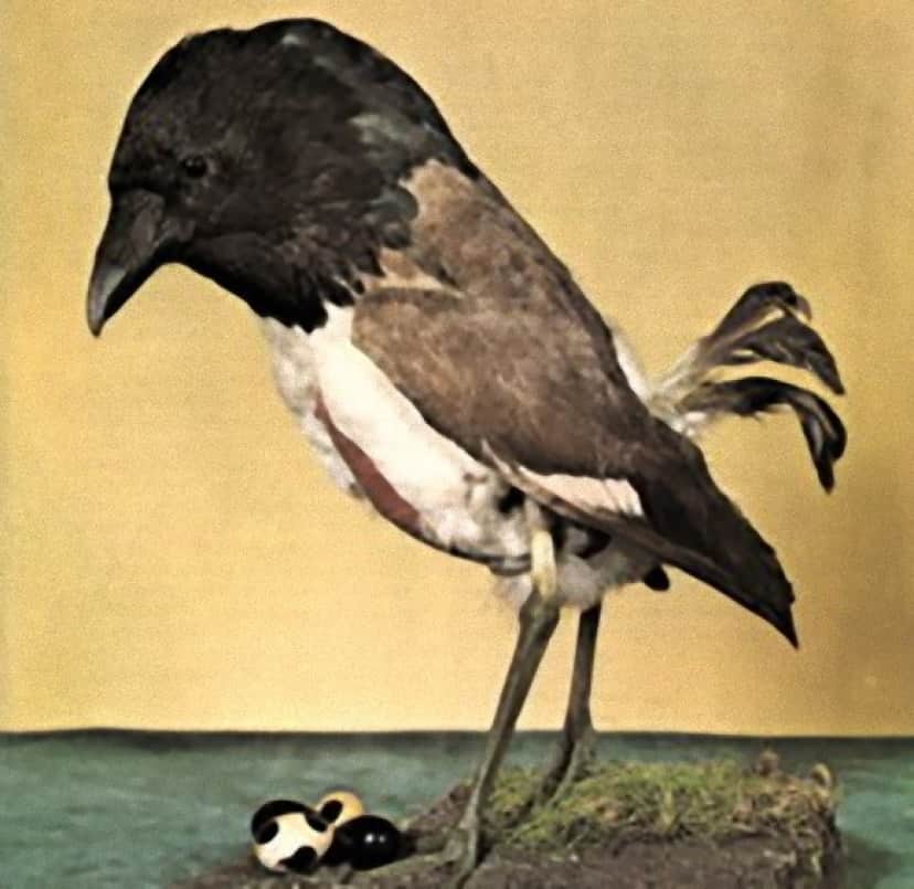 4_e