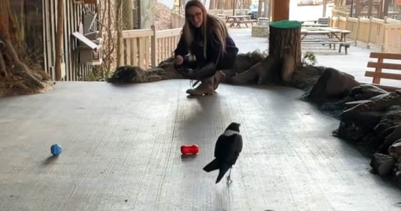 crow3_e