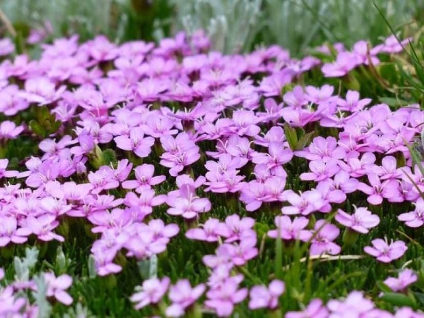 primula-catchfly-117426_640_e