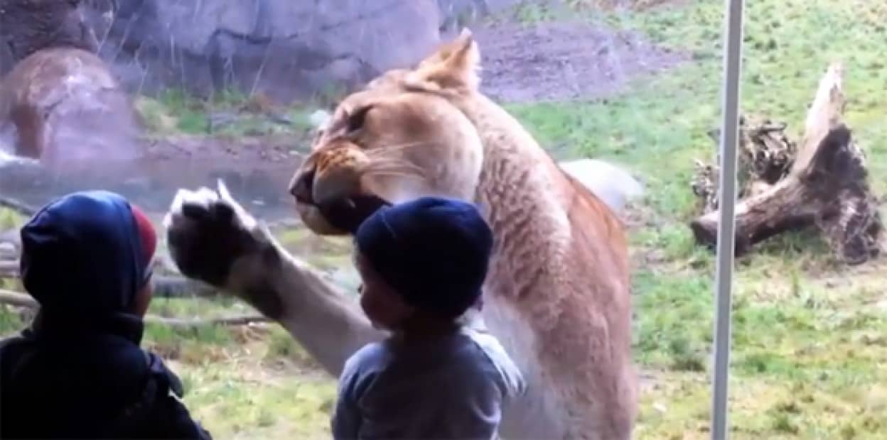 退屈だから遊んでやるか 動物と子ども ガラス越しの間接対決総集編 カラパイア 退屈だから遊んでやるか 動物と子ども ガラス越しの間接対決総集編 カラパイア