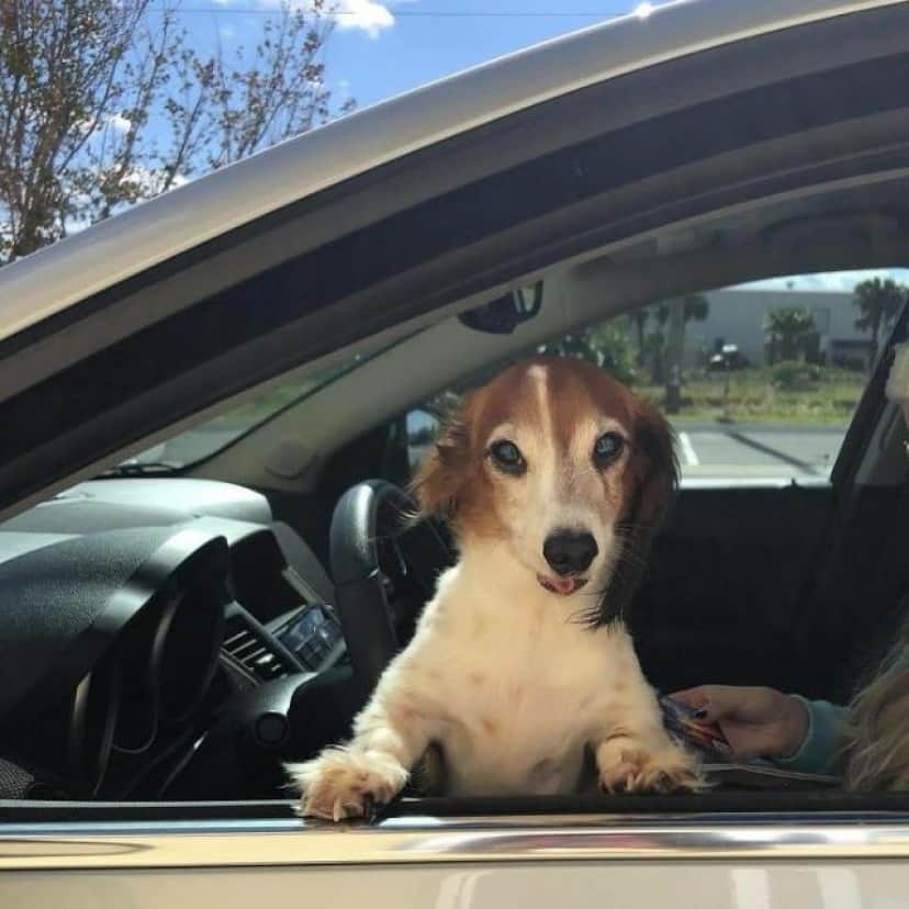 ドライブスルーをおとずれた動物たちの姿まとめ カラパイア