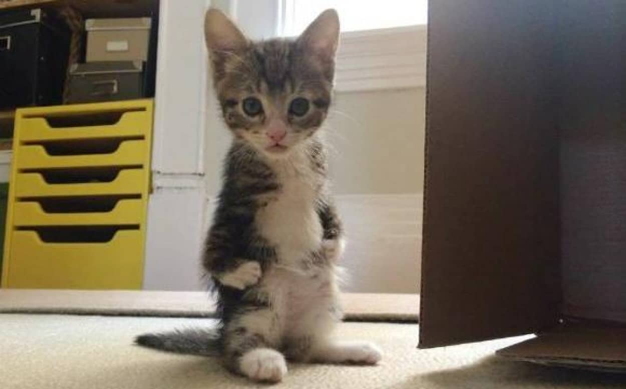 2本足の猫 カンガルーキャットと呼ばれた子猫は今 愛をふりまく存在に アメリカ カラパイア 2本足の猫 カンガルーキャットと呼ばれた子猫は今 愛をふりまく存在に アメリカ カラパイア