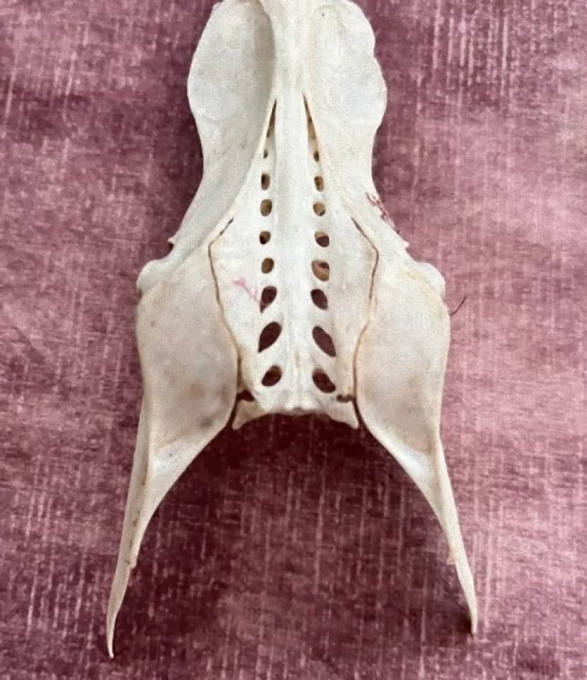 bone2_e