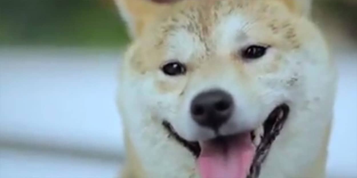 犬は最初に飼ってくれた家族のことを決して忘れない たとえ捨てられた後でも カラパイア