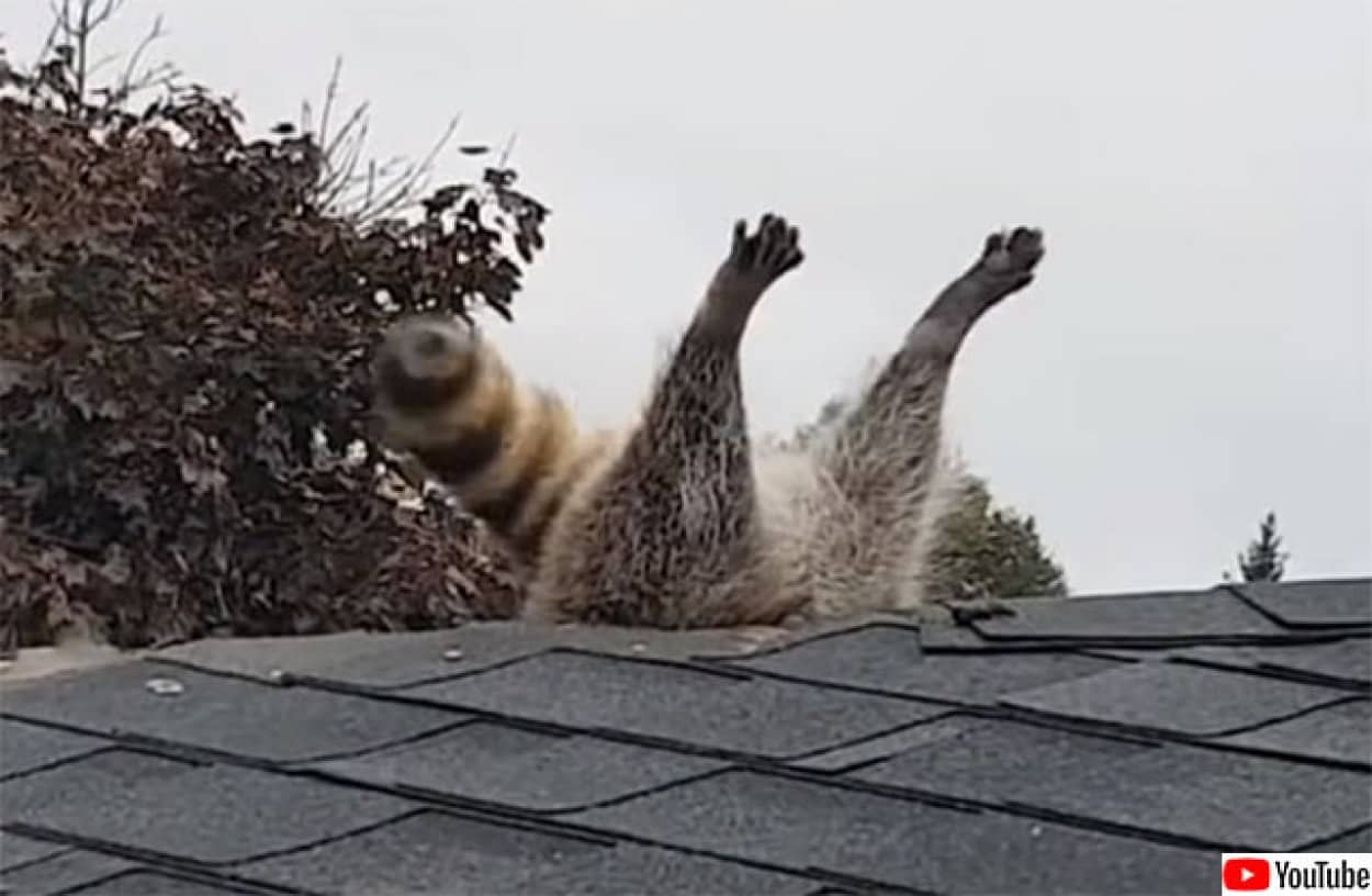 アライグマが屋根の隙間に挟まり身動き取れず。その救出劇