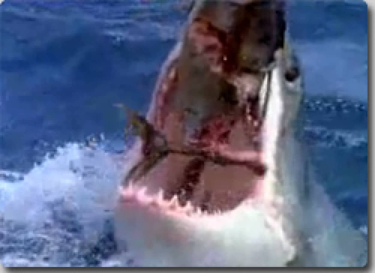 サメがマグロを食らいつくす 完全捕食映像 カラパイア サメがマグロを食らいつくす 完全捕食映像 カラパイア