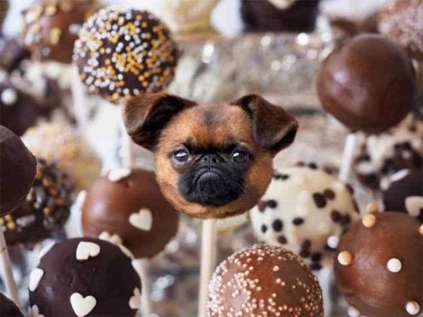おいしそうすぎてヤバい 犬と食べ物を融合させたインスタグラムアカウントが大人気 カラパイア おいしそうすぎてヤバい 犬と食べ物を融合させたインスタグラムアカウントが大人気 カラパイア