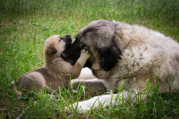 崩壊した家屋の下敷きになった子犬を助けたい母犬が人間に助けを求め、共に瓦礫を掘り起こす救出物語（インド）