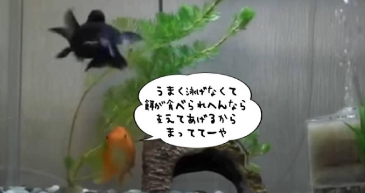 金魚だって仲間を見捨てない 上手に泳げない金魚を支えて餌を食べさせてあげる金魚 カラパイア