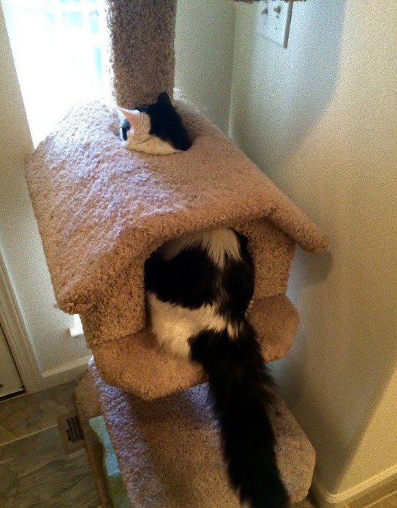人間を笑わせにかかっている猫たちの所業がわかる画像 カラパイア 人間を笑わせにかかっている猫たちの所業がわかる画像 カラパイア